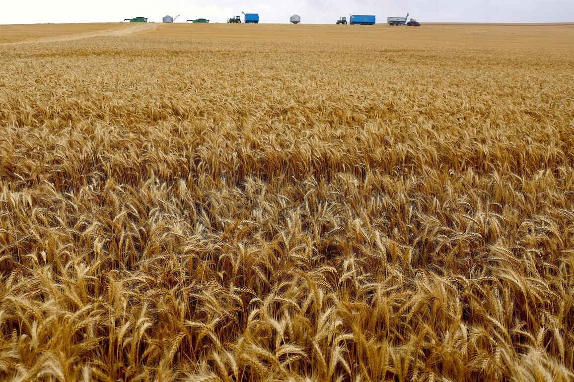 Severe rain, hailstorms ravage mature wheat crops in Pakistan's Punjab