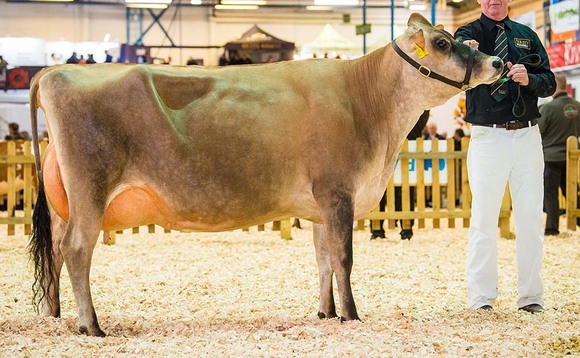 Jerseys dominate at the Dairy Show