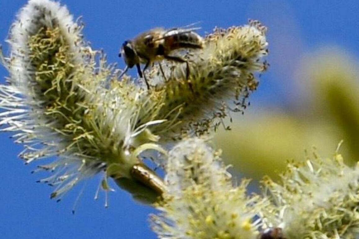 When to carry out your first beehive inspection&quest;