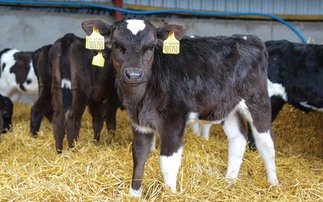Changes to cattle ID announced in bid to boost biosecurity