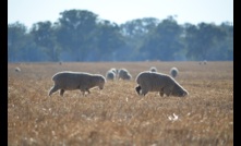  Rural Bank expects the lamb market will not see its tradtional winter price rise this year. Photo Mark Saunders.