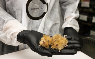 'Watershed moment': US firm creates 'woolly mice' with mammoth traits