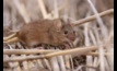  New research from the CSIRO and GRDC is helping with mice control measures. Picture courtesy CSIRO.