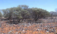 The potential is clear to see at Australian Vanadium’s Gabanintha project in Western Australia