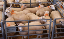 How long can the strong lamb market last?