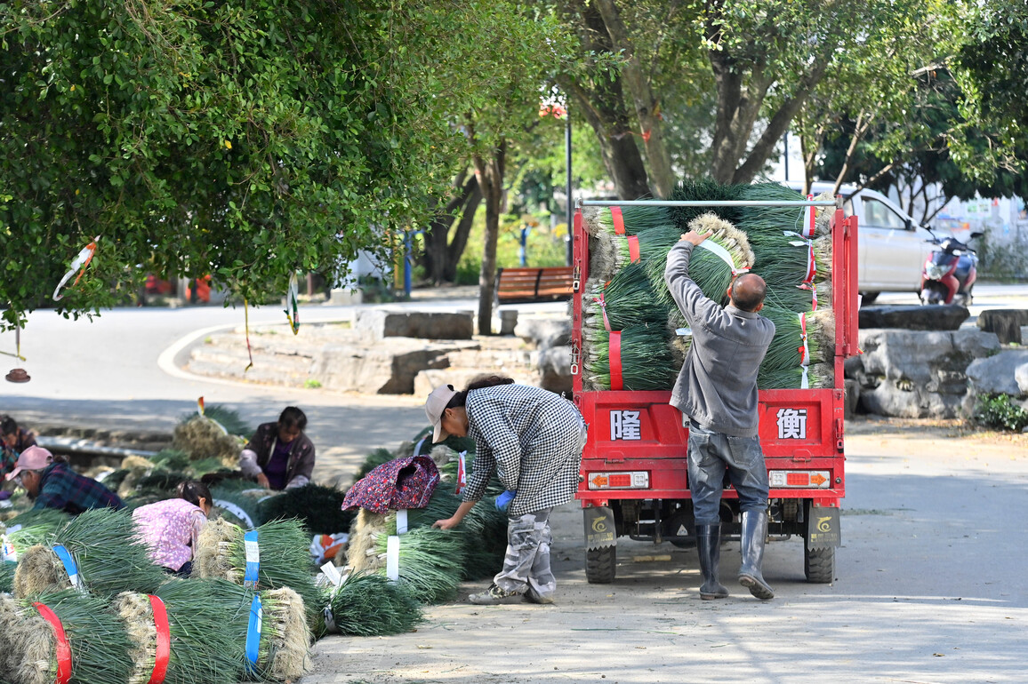 (EnchantingGuangxi)CHINA-GUANGXI-LIUZHOU-CHIVE-INDUSTRY (CN)