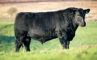 Aberdeen-Angus bull sells for £65,000 online