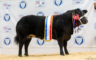 Christmas Classic champion sells for £4,800