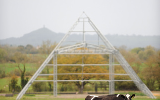 Fallow year for Glastonbury gives cows chance to 'reclaim their land'
