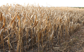 'This is what farming with climate change looks like': England endures second worst harvest on record