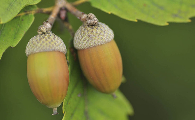 Ensure oak trees are fenced off or animals are removed from pasture to avoid acorn poisoning.