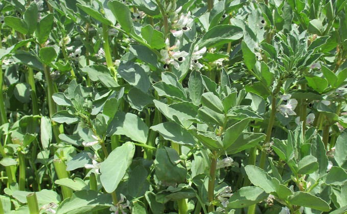 The new PGRO Descriptive List will include new varieties of beans and combining and vining peas.