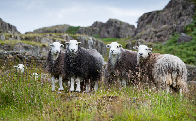 Wool Summit aims to champion clip-to-consumer journey 