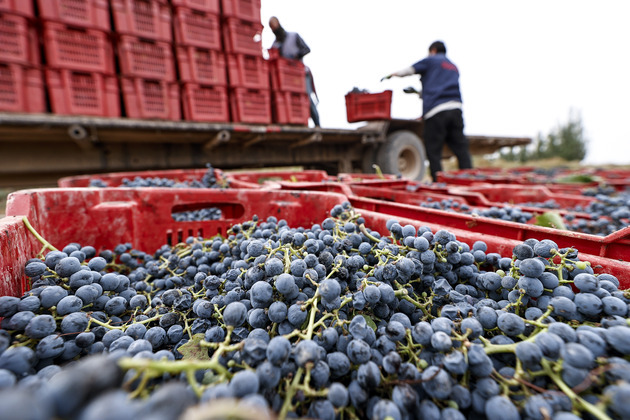 From barren land, a wine region takes root