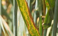 Cereals 2023: Will iblon provide a balanced solution to septoria and yellow rust control?