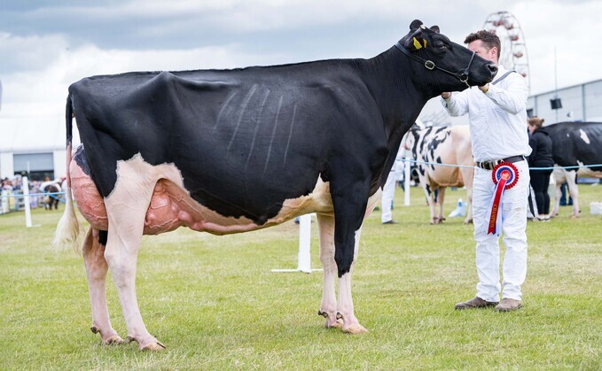 Dairy inter-breed and Holstein champion Mostragee Vinny Lauren, from the Henry family of Mostragee Holsteins, Co. Antrim. 