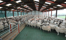 Could slatted flooring be considered in your sheep shed?