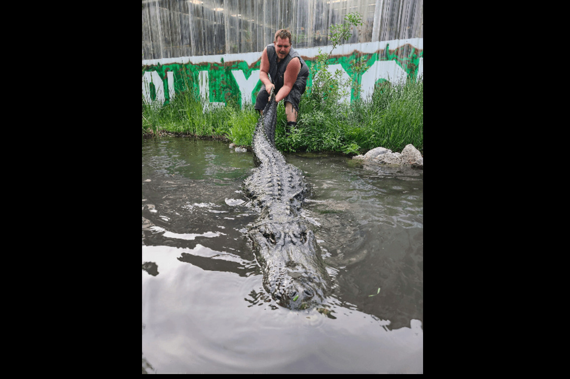 Alligator from Happy Gilmore, other films, TV shows dies of old age - The North State Journal