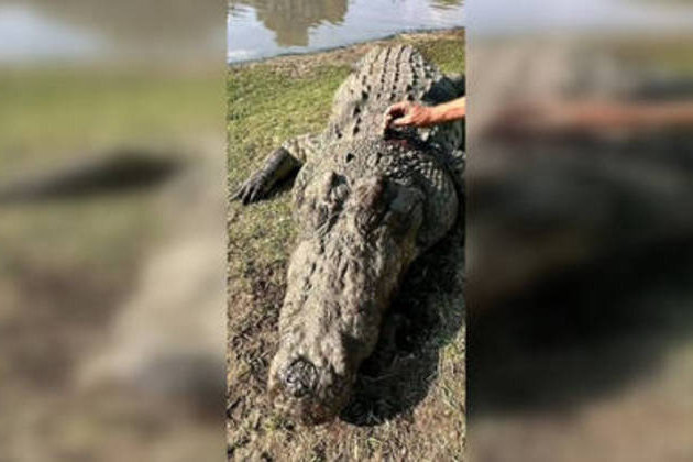 Human remains found inside crocodile in South African river (DISTURBING PHOTO AND VIDEO)