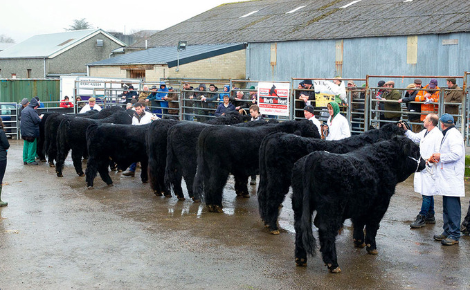 Welsh Blacks sell to 6,800gns at Dolgellau