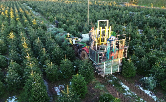 Growing Christmas perfectly with UK produced trees