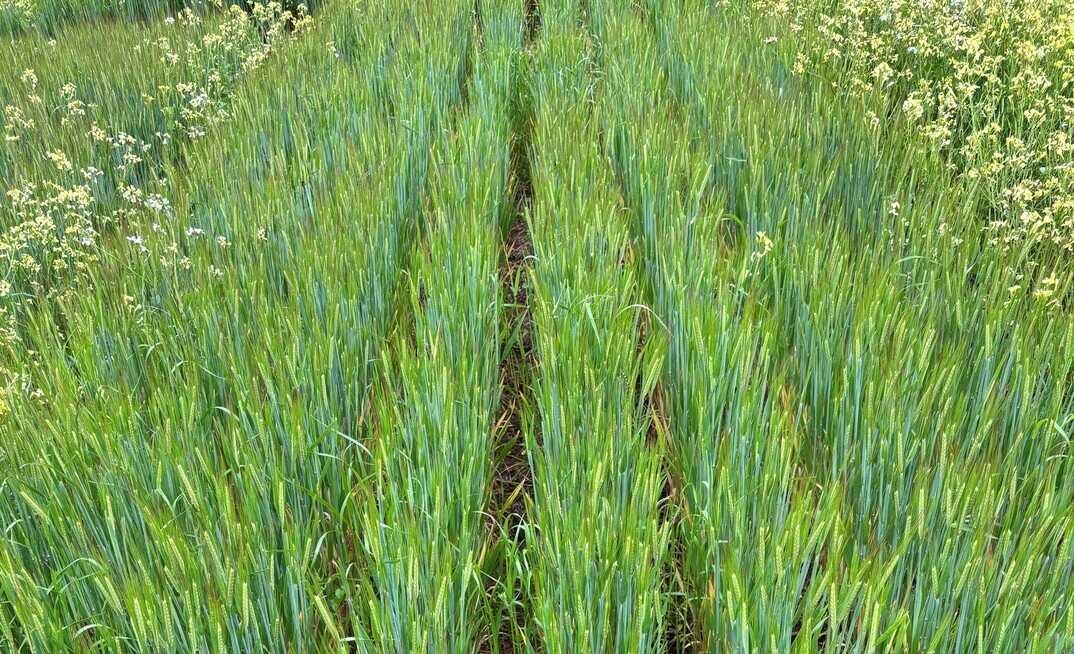 Weed control from the addition of the new Marathon herbicide tank-mix partner at 85mL/ha to Quadrant herbicide at 800mL/ha plus BS1000, showing improved, longer-term control.