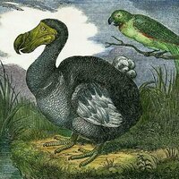 Dodo 2.0: how close are we to the return of this long extinct bird?