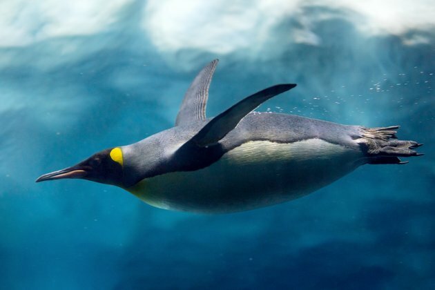 Curious Kids: do penguins fly underwater?