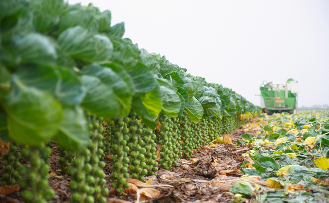 A new study estimates that 50 million sprouts will be thrown away this year
