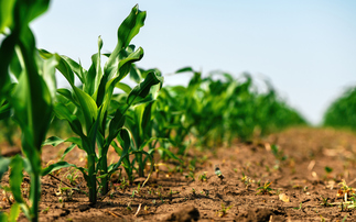 Livestock farming giants accused of failing to address climate-vulnerable supply chains