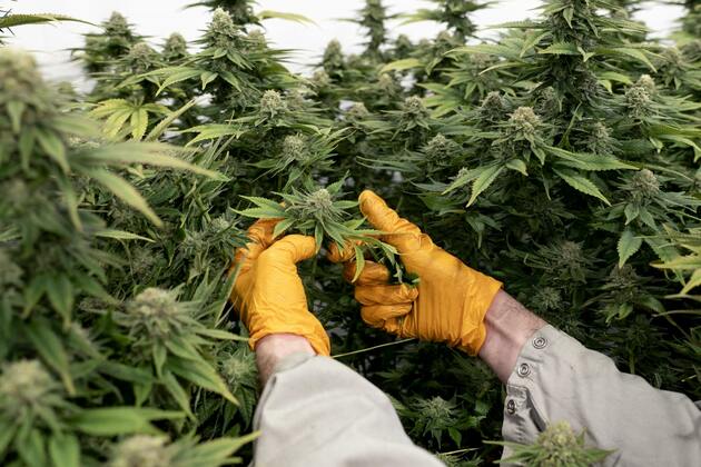 Readers Write- Cannabis taxes, generational differences, Lola Perpich, trans athletes