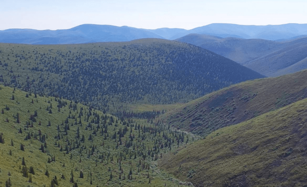Birch in Yukon, Canada