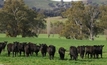 Australian grass fed beef industry set for long-term profitability