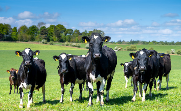 Johne's disease: A hidden risk in high-yielding dairy herds