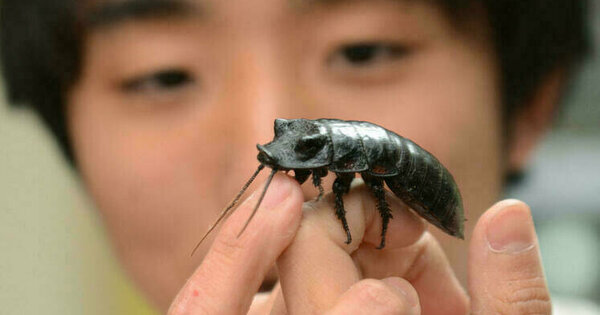 The Bright Side: Humble bugs are popular pets in nature-loving Japan