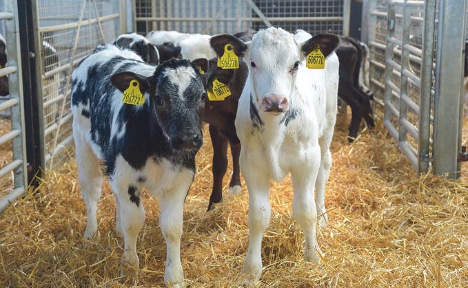 Autumn born calves are the preferred option in a 24-month birth to beef system