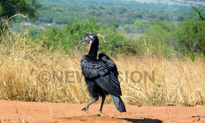 The loving Hornbill The loving Hornbill