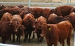 Livestock management for the summer period