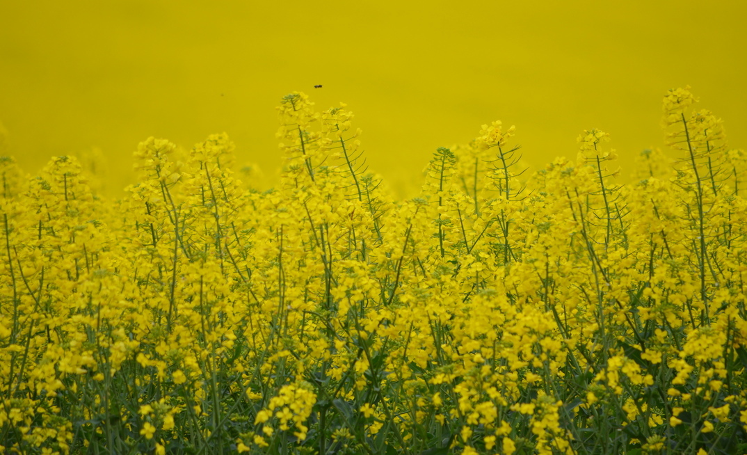 WA growers are prioritising canola plantings following good starting rain and with the hope of higher prices.