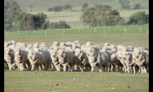 The national sheep flock is on track to hit  68 million head.