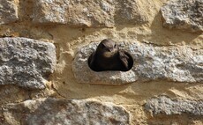 How 'swift bricks' can help reverse the loss of red-listed species