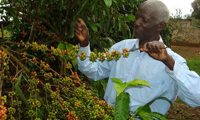 May coffee exports rise 56 percent May coffee exports rise 56 percent