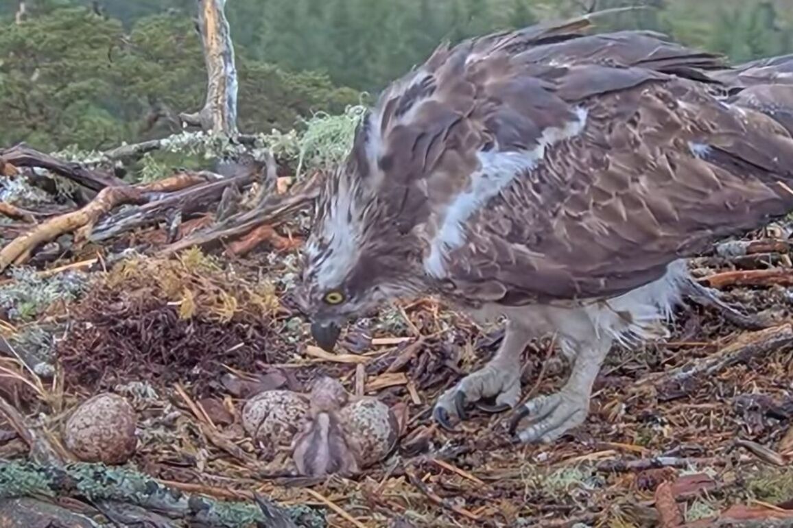 Adorable moment first osprey chick of the season hatches at Highland forest
