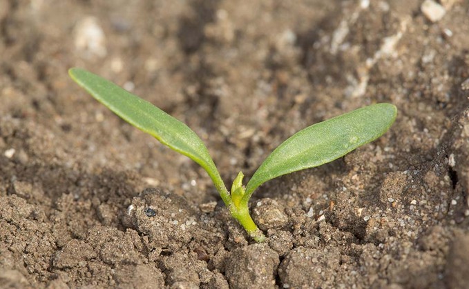 Sugar beet growers will use neonicotinoids this season