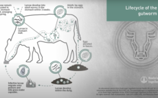 Animated LIFECYCLE of the Gutworm