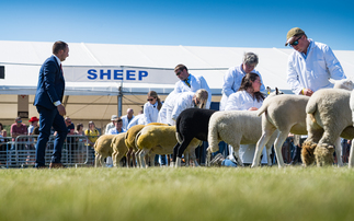 Balmoral Show: Charollais leads sheep classes  
