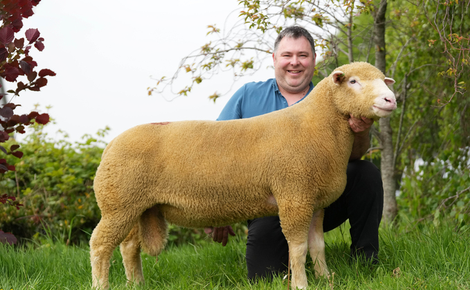 Dorsets sell to 4,000gns at May Fair at Exeter