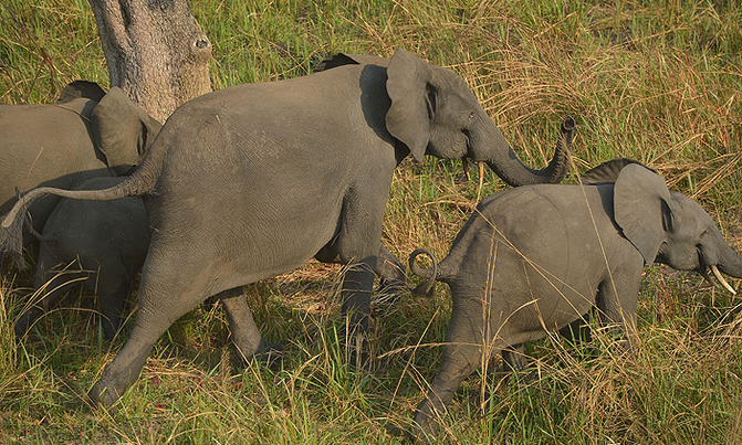 Saving the wildlife 'miracle' of Congo's Garamba park Saving the wildlife 'miracle' of Congo's Garamba park