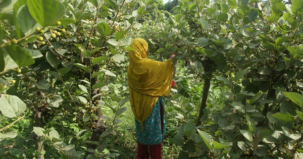PAKISTAN-MULTAN-PHALSA-HARVEST