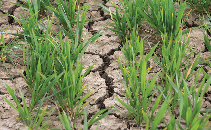 Farming Matters: Helen Fisher – "The fields, sodden all winter, are now dry as the desert'"